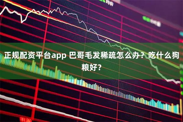 正规配资平台app 巴哥毛发稀疏怎么办？吃什么狗粮好？